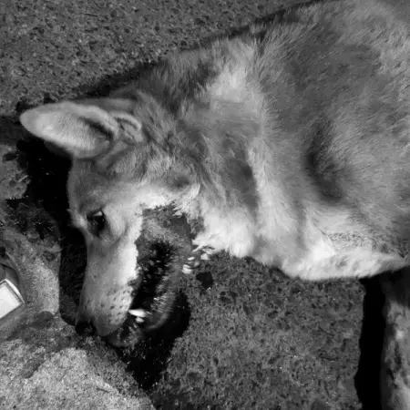        

   


  Soi Dog Foundation
 573-0-47457-3
 BBL 