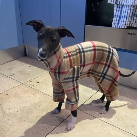 Look mom made me some PJs
.
.
.

dogslife dog puppy pup woof instadog i