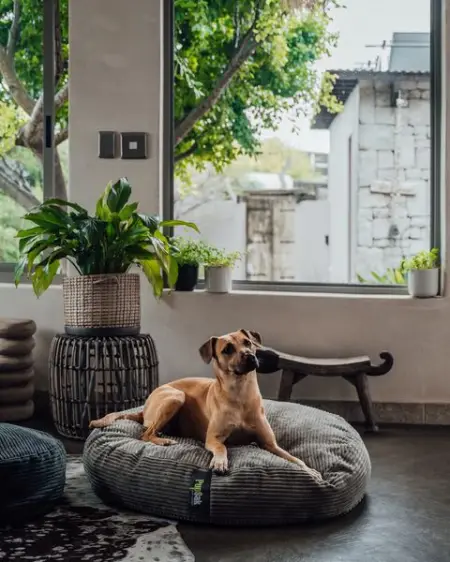 PUPSAK.CO.ZA
Eco-friendly Dog beds
Free repairs
Shop Now
Free repairs