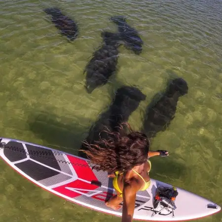 reminiscing...looking forward to see manatees in my home waters again soon 
