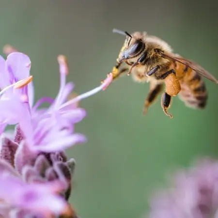POTSHACK.NETBLOGSHOUSEHOLD-GARDEN
Planting For Bees - Easy To Follow G