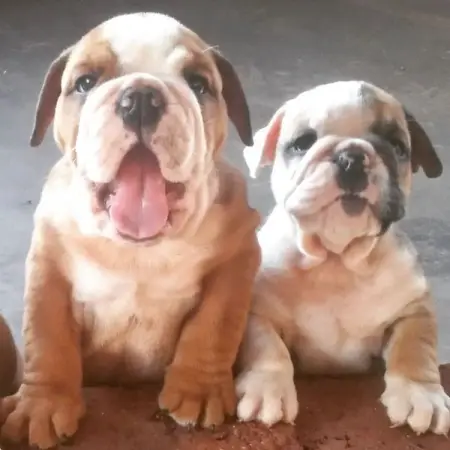 English Bulldogs for sale ...
INSTAGRAM.COM
IRON-Hills PetShop
Send Message