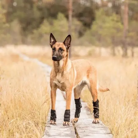 State of the art therapeutic products for Dogs. Clinically proven to reduce pain  inflammati