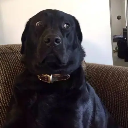 Leah Barrett was overjoyed to see her champion show dog give birth to a new