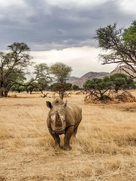  Even though the rhino is one of the most endangered species worldwide, in Namibia I wa