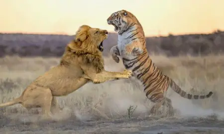 Lion vs Tiger - Who will win in a fight 

Full Video httpsbit.lyLion-vs-Tiger--Who