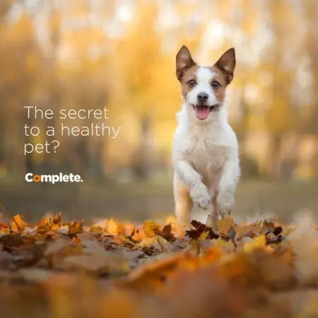 YOUTUBE.COM
The secret to a healthy pet?
Learn More
 