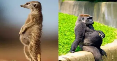 From pregnancies that last for years mama elephant to excruciating labor proce