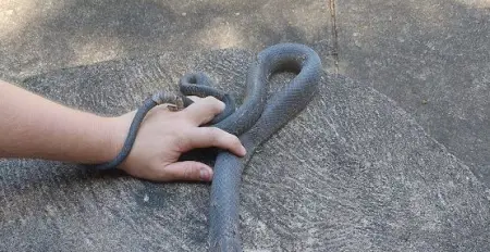 A Limpopo snake catcher is recuperating after being bitten by a black mamba he w
