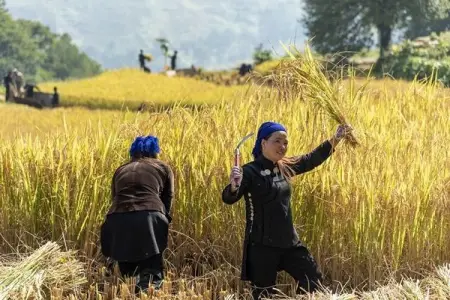 Farmers reap their crops in fall at Yuanyang, southwest Chinas Yunnan Province, which is fam
