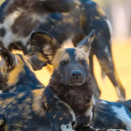  wild faces  africanwilddogs painteddog africa wildlifephotography wildlifephotographer