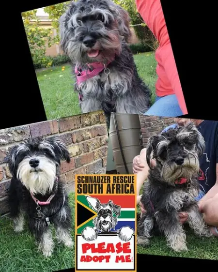 PLEASE HELP We have been incredibly busy and our vet fees have been crazy These three super