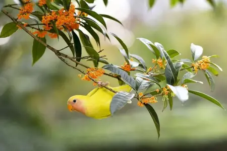 A bird tries to blend in while singing and hanging upside down on a branch o