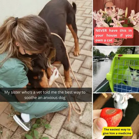 With false marketing, dangerous chemicals in chews, myths that are thought of as fa