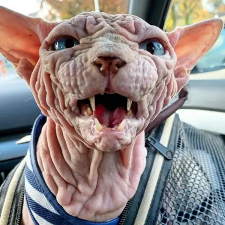 Dont miss these 25 amazingly unique and fascinating cats. See here 