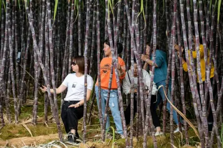 Villagers in east China were on cloud nine as they reaped more than 400