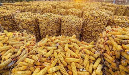 A bumper harvest of corn! As the golden colors of autumn set in, the harvest season