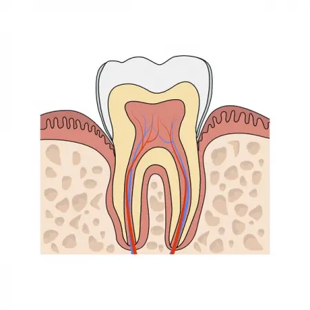 MINDTHEGRAPH.COMODONTOLOGY
Teeth Oral Mucosa Cut
Learn More
 