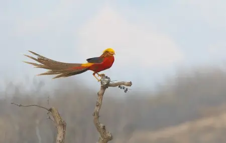 Believed to be the origin of the phoenix in Chinese folklore, the golden 