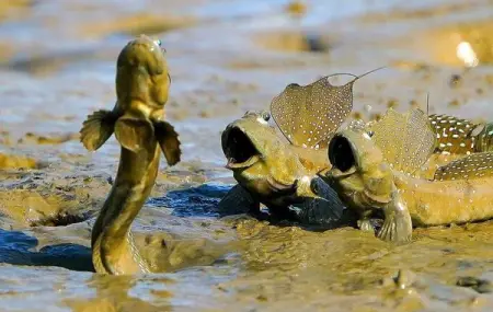 The dialogue may go like this
Hey, guys. You know what? Check this out!
Dude, thats ama