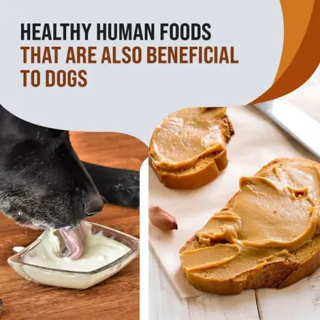 15 Healthy Human Foods that are Also Beneficial to Dogs
MEDICAL-NEWS.ORG
15 Healthy Human