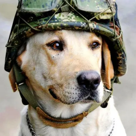 While Nick Montez served in the U.S. Marine Corps in Afghanistan, he had a valuable 