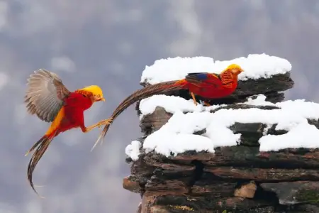 Nature heals. As a nature  animal lover particularly birds, I enjoy the beau