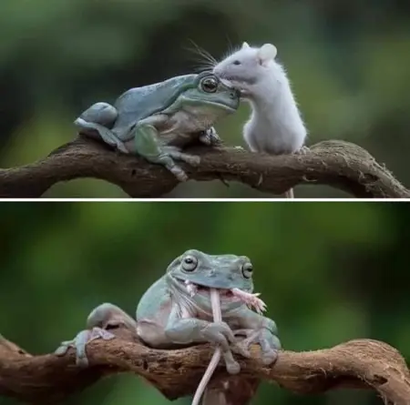     
  ....       
  - Medhat Al.Kammar
Politician
42,484 people like 