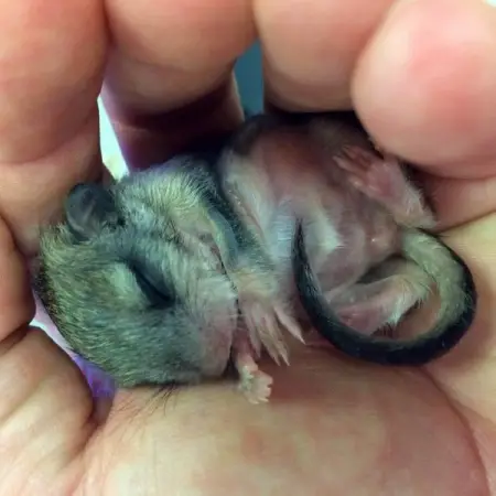 A kind man named Jeff Longo found a fragile baby creature on the sidewalk one da