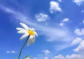 No tiene que preocuparse por su privacidad personal cuando use Ramee, porque nos preocu