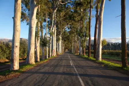 Do you want to see more information about Grabouw and Elgin?

If you do, all you need 