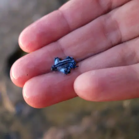 Strange creatures have invaded Texas beaches and officials are warning people to stay away