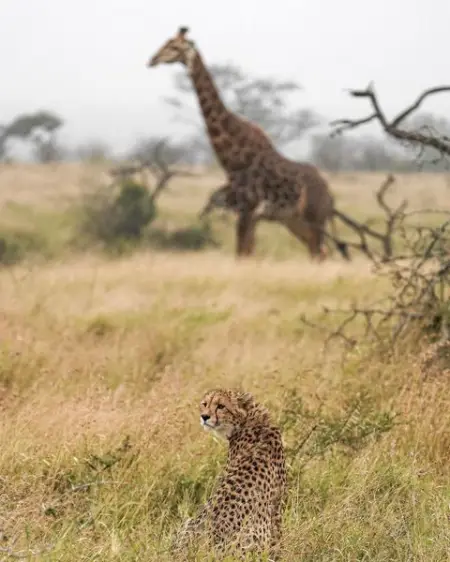 Help, I need back-up!

While resting in the grass with his brother, this you