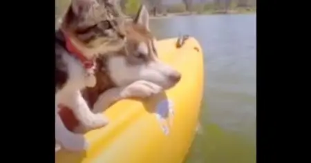 This is hilarious to watch, her mannerisms really are like a dogs would be.
ANIMALC