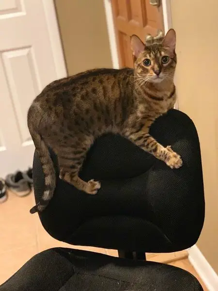 If our cats bite us, theyre warning us about something important. Heres 30 sig