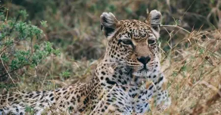 A local owner operated safari company that offers unforgettable wildlife experiences in Bo