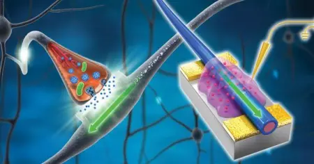 Researchers are developing novel computers made from soft, organic materials th