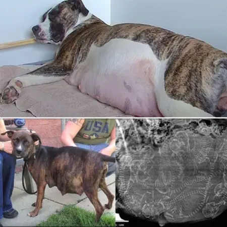 El perro de esta mujer embarazada no poda quedarse solo, el veterinario ve el 