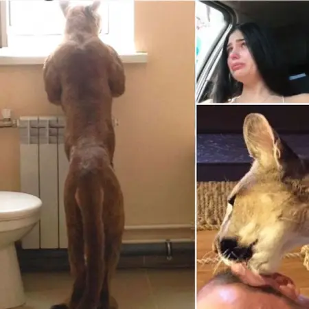 Una pareja se enamor tanto de un puma que decidieron adoptarlo y trasladarlo a su hoga
