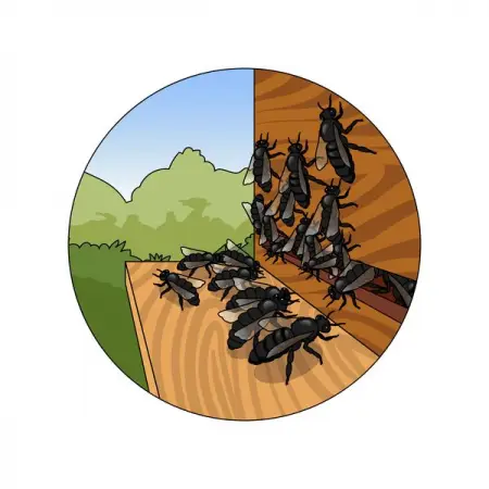 MINDTHEGRAPH.COMVETERINARY
Honey bee apiculture melipona zoom
Learn More
 