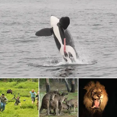 Wildlife Photography Gone Wrong
WHYTHESE.COM
Very bad nature
Lets face it, no