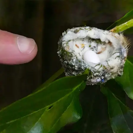 Los avistamientos recientes de diminutos organismos con forma de copa pueden pa