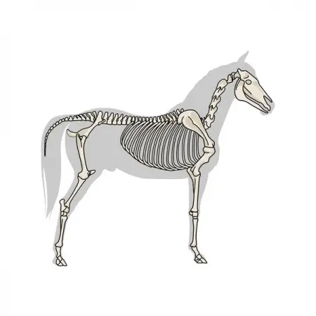 MINDTHEGRAPH.COMVETERINARY
Horse skeleton
Learn More
 