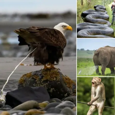 Wildlife Photography Gone Wrong