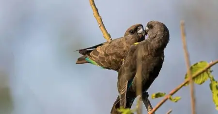 A local owner operated safari company that offers unforgettable wildlife e