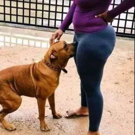 Dogs are undeniably mans best friend. If youre having a terrible day, these