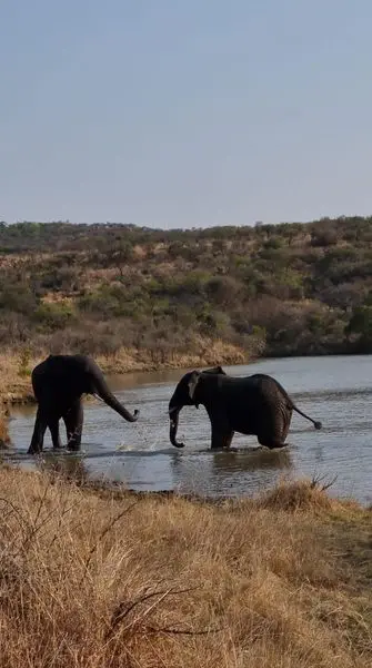 THESPRINGBOKLODGE.CO.ZA
The Springbok Lodge
Contact Us
 