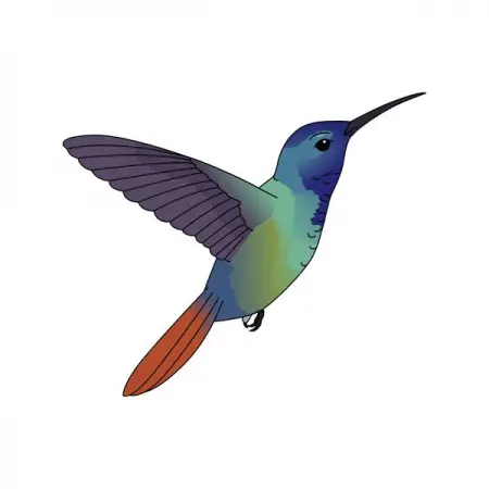 MINDTHEGRAPH.COMVETERINARY
Hummingbird trochilidae
Learn More
 