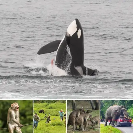 Wildlife Photography Gone Wrong