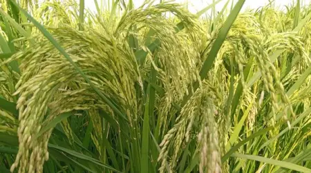 We are a Geosphysical Private Super-Agricluster and Agricultural Value Network Aggreg